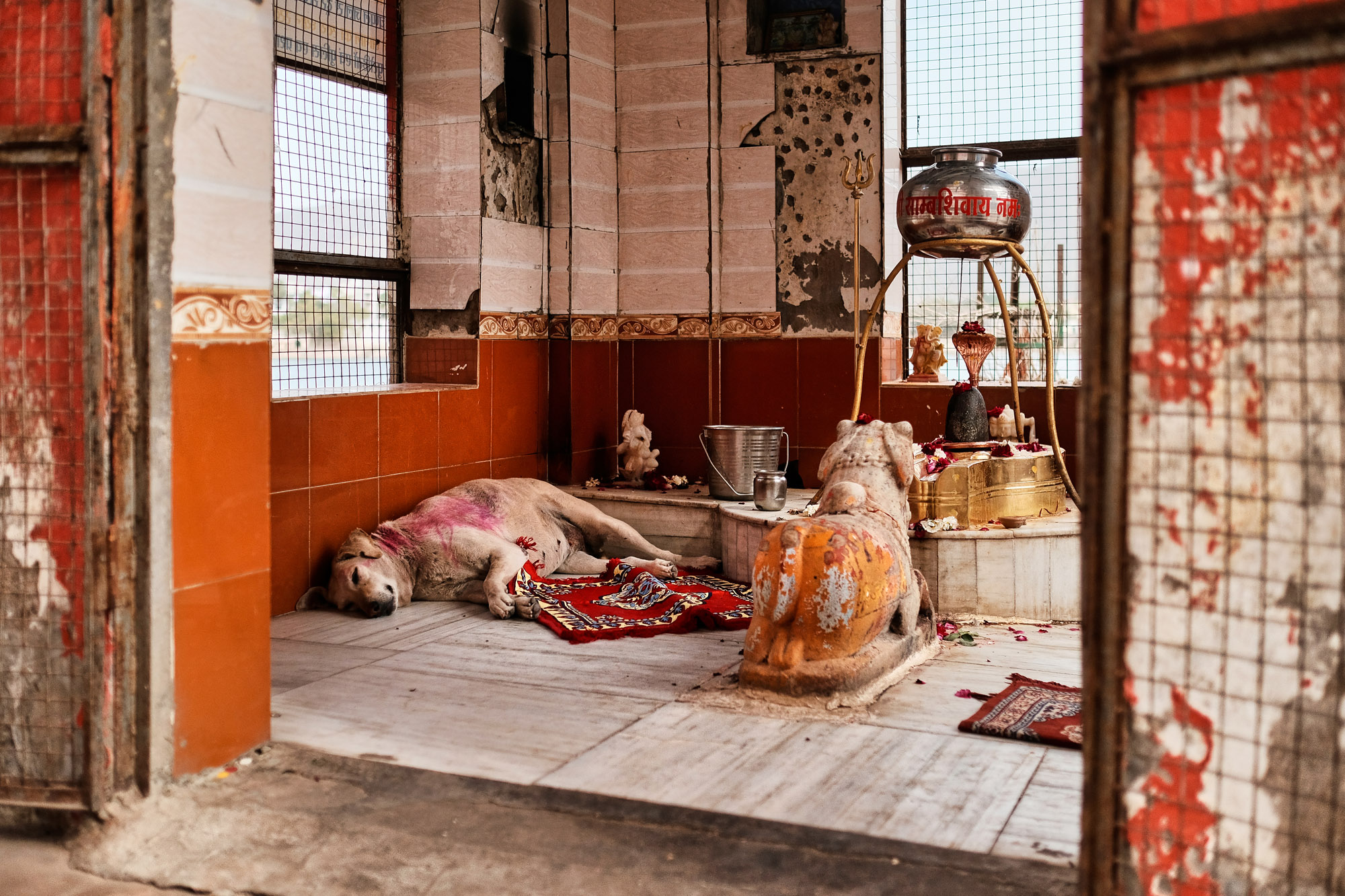 Cane che dorme in un tempietto dedicato a Shiva, Varanasi, Uttar Pradesh, India